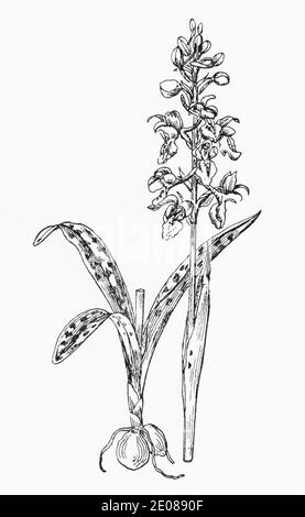 Ancienne gravure d'illustration botanique de l'Orchid pourpre précoce, Orchid mâle / Orchis masculin. Plante médicinale traditionnelle. Voir Remarques Banque D'Images