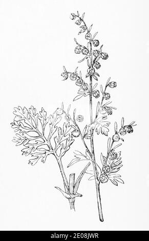 Ancienne gravure d'illustration botanique de Wormwood / Artemisia absinthium. Plante médicinale traditionnelle. Voir Remarques Banque D'Images