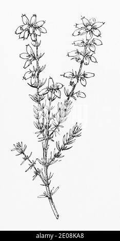 Ancienne gravure d'illustration botanique d'Erica cinerea / Bell Heather. Plante médicinale traditionnelle. Voir Remarques Banque D'Images