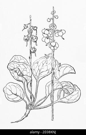 Ancienne gravure d'illustration botanique de Pyrola rotundifolia / Winter-Green. Plante médicinale traditionnelle. Voir Remarques Banque D'Images