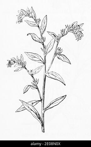 Ancienne gravure d'illustration botanique de Lithospermum officinale / Gromwell. Plante médicinale traditionnelle. Voir Remarques Banque D'Images