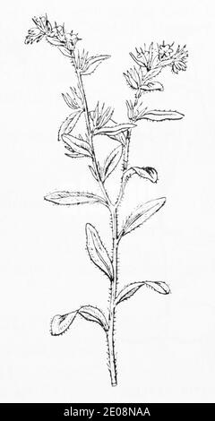 Ancienne gravure d'illustration botanique de Field Gromwell, Gromwell / Buglossoides arvensis, Lithospermum arvense. Voir Remarques Banque D'Images