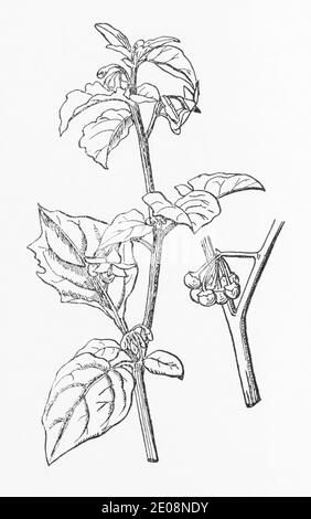 Ancienne gravure d'illustration botanique de Solanum nigrum / NightShade noir. Plante médicinale traditionnelle. Voir Remarques Banque D'Images