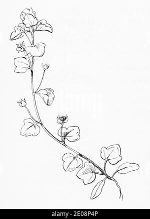 Ancienne gravure d'illustration botanique de Speedwell avivé / Veronica hederifolia. Plante médicinale traditionnelle. Voir Remarques Banque D'Images