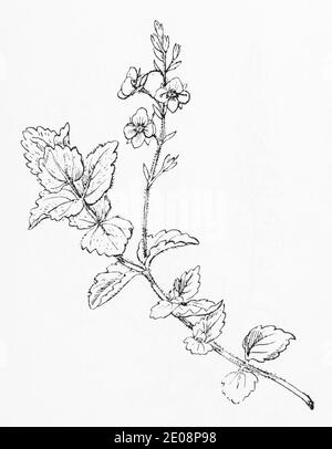 Ancienne gravure d'illustration botanique de Veronica chamaedrys / Germander Speedwell. Plante médicinale traditionnelle. Voir Remarques Banque D'Images
