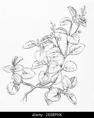 Ancienne gravure d'illustration botanique de Mountain Speedwell, Wood Speedwell / Veronica montana. Voir Remarques Banque D'Images