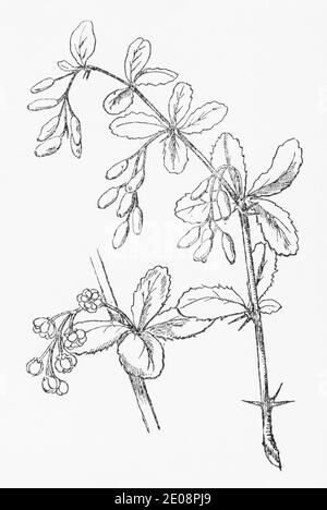 Ancienne gravure d'illustration botanique de Potentilla sterilis / Barren Strawberry. Plante médicinale traditionnelle. Voir Remarques Banque D'Images