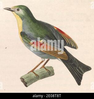 Leiothrix lutea 1838. Banque D'Images