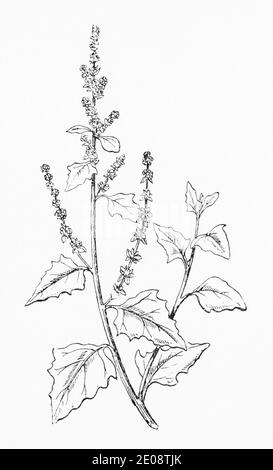 Ancienne gravure d'illustration botanique de l'orache de propagation / Atriplex prostrata, Atriplex deltoidea. Voir Remarques Banque D'Images