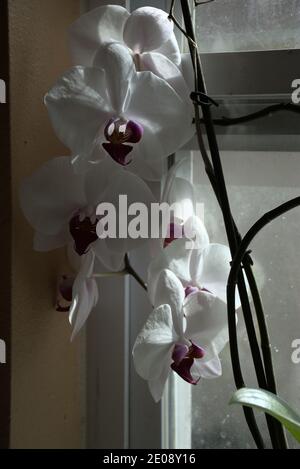 Ces photos sont d'une Orchidée mystique qui grandit dans un pot sur ma cuisine avec une fenêtre. Les orchidées sont un type de plante épiphytique avec de belles fleurs. Banque D'Images