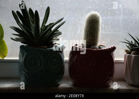 Ces images de gros plan sont des plantes en pot sur mon seuil de fenêtre. Ils sont d'un cactus blanc et des plantes d'aloès. Banque D'Images