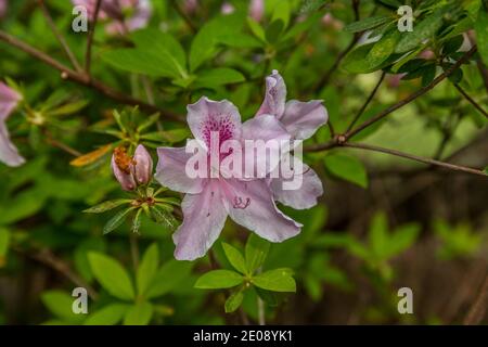 Un couple d'azalea roses fleurs en pleine fleur avec quelques bourgeons en arrière-plan sur une brousse avec feuillage gros plan au printemps Banque D'Images