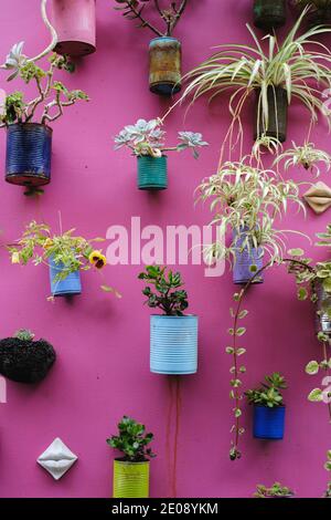 beaucoup de belles plantes diferentes plantées dans des canettes et des roches recichées dans un rose wal dans une distribution verticale. Banque D'Images