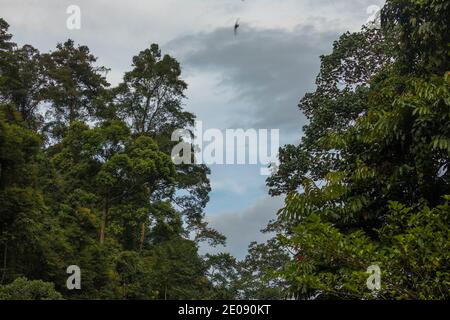 Jungle et arbres du nord de Sumatra, dans le parc national de Gunung Leuser, au coucher du soleil, près de la rivière Bohorok, comme la lumière s'éteint. Banque D'Images