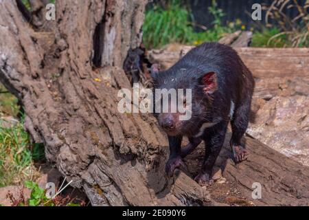 Sarcophilus harrisii connu sous le nom de diable de Tasmanie en Australie Banque D'Images