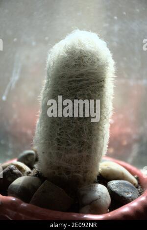 Ces images de gros plan sont des plantes en pot sur mon seuil de fenêtre. Ils sont d'un cactus blanc et des plantes d'aloès. Banque D'Images