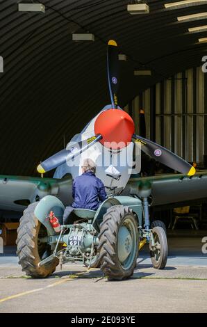 L'avion de chasse P-40 Warhawk de Curtiss a été remorqué hors du hangar par le propriétaire Peter Teichman à North Weald Essex, au Royaume-Uni, à l'aide d'un tracteur d'époque. Hangar 11 Banque D'Images