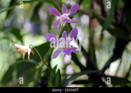 Deux orchidées de couleur violet clair dans le jardin de la maison Banque D'Images