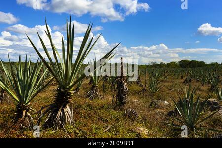 Champ d'Agave sur la péninsule du Yucatan Banque D'Images