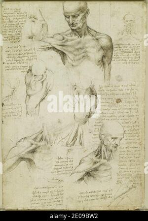 Leonardo da Vinci - Recto l'anatomie superficielle de l'épaule et du cou. Banque D'Images