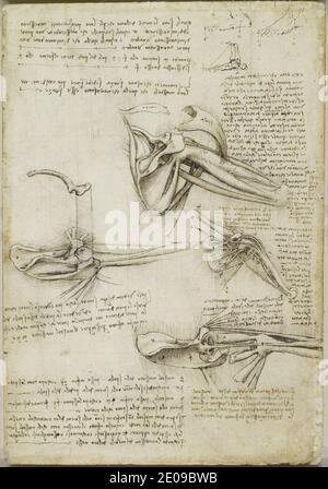 Leonardo da Vinci - Recto les os et les muscles de l'épaule. Banque D'Images