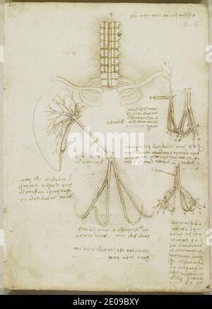 Leonardo da Vinci - Recto le plexus brachial, et les vaisseaux ombilicaux. Banque D'Images