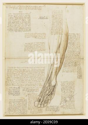 Leonardo da Vinci - les muscles et les tendons de la jambe inférieure et du pied c.1510-11. Banque D'Images