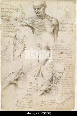 Leonardo da Vinci - anatomie superficielle de l'épaule et du cou (recto) Banque D'Images