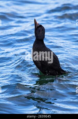 Scoter commun (Melanitta nigra), exposition de la nage masculine en mer Baltique, Mecklembourg-Poméranie occidentale, Allemagne Banque D'Images