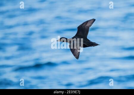 Scoter commun (Melanitta nigra), vol masculin, Mecklembourg-Poméranie occidentale, Allemagne Banque D'Images