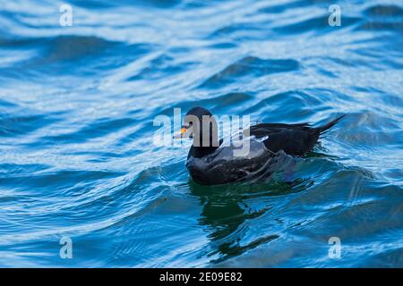 Ecossais (Melanitta nigra), nage masculine en mer Baltique, Mecklembourg-Poméranie occidentale, Allemagne Banque D'Images