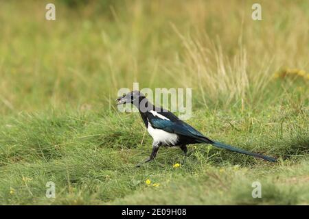 Le magpie eurasien est l'un des oiseaux les plus intelligents - Pica pica Banque D'Images