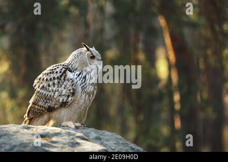 Grand-duc (Bubo bubo) est l'une des plus grosses espèces de hiboux Banque D'Images