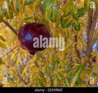 Fleur de sapin grenade vive en hiver Banque D'Images