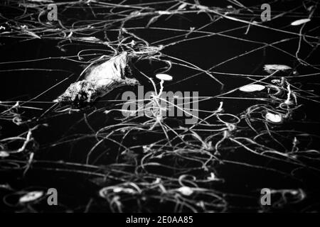 Quelques restes de l'eau de la feuille d'eau aquatique filés dans un infrarouge noir et blanc à contraste élevé. L'image est évocatrice d'une décroissance et d'abstractions. Banque D'Images