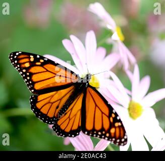Monarque papillon sur pâquerettes roses Banque D'Images