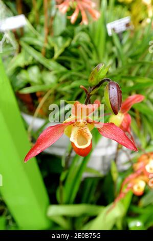 Fleurs d'orchidées (Phragmipedium 'Eric Young', Orchidaceae) lors du salon des orchidées au jardin botanique de New York City, NY, USA, le 13 mars 2012. Le jardin botanique du Bronx présente la 10e édition de la plus grande exposition nationale d'orchidées. Pour l'occasion, plus de 300 espèces d'orchidées du monde entier sont exposées. C'est un Français, Patrick blanc, botaniste et chercheur au CNRS. Né en 1953 à Paris, il inventa le concept des façades de plantes et fit particulièrement la façade du Quai Branly.fleurs d'orchidée (Phragmipedium 'Eric Young', Orchidaceae) au jardin botani Banque D'Images