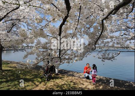 Cerisiers en fleurs près de Peak Bloom à Washington, DC, USA, le 19 mars 2012. Le festival est prévu du 20 mars au 27 avril, mais les arbres devraient atteindre le pic de floraison le lendemain ou deux, et les fleurs pourraient être complètement hors des arbres au moment où la plupart des touristes sont normalement attendus pour arriver. Photo par Olivier Douliery/ABACAPRESS.COM Banque D'Images