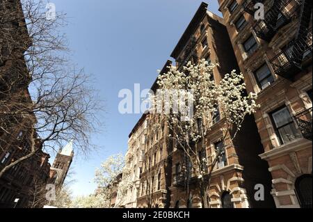 Vue sur le patrimoine architectural de Harlem. Harlem est un quartier de New York City, quartier de Manhattan, qui depuis les années 1920 est un important centre résidentiel, culturel et d'affaires afro-américain. À l'origine un village hollandais, officiellement organisé en 1658, il porte le nom de la ville de Haarlem aux pays-Bas. Harlem a été annexée à la ville de New York en 1873 le 28 mars 2012 à New York, NY, États-Unis. Patrimoine architectural de Harlem. Harlem est un quartier du quartier de Manhattan, dans la ville de New York,qui, depuis les anees 1920 a été un grand centre résidentiel, culturel et Banque D'Images