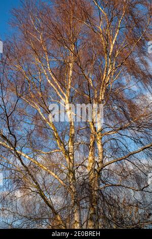 Betula. Bouleau argenté dans le coucher de soleil d'hiver lumière Swinbrook, Gloucestershire, Angleterre Banque D'Images