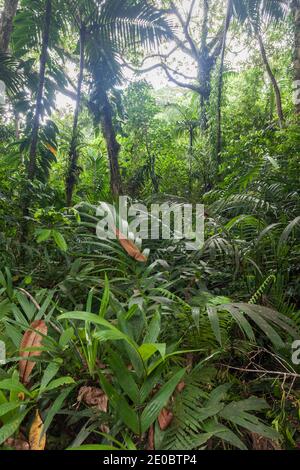 Jungle profonde près de Ngardmau Waterfall, forêt tropicale en montagne, Ngardmau, île de Babeldaob, Palaos, Micronésie, Océanie Banque D'Images