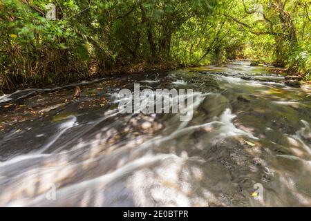 Ruisseau de montagne près de Ngardmau Waterfall, dans le jngule profond de la forêt tropicale, Ngardau, île de Babeldaob, Palau, Micronésie, Océanie Banque D'Images