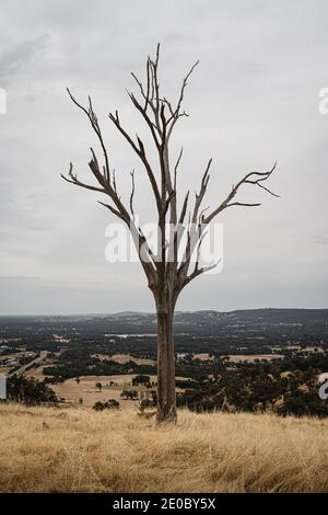 Un vieux arbre sans feuilles au point de vue de Huon Hill Lookout, Wodonga, Victoria. Banque D'Images