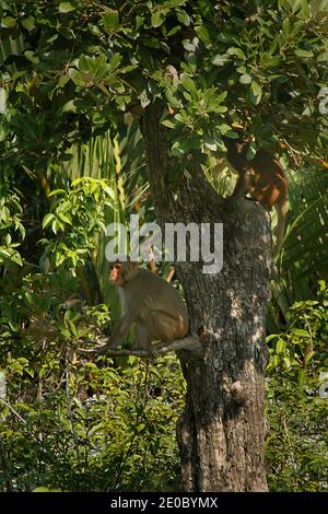 Singe rhésus aux Sundarbans, site classé au patrimoine mondial de l'UNESCO et réserve naturelle. La plus grande forêt littorale de mangroves du monde, Khulna, Ban Banque D'Images