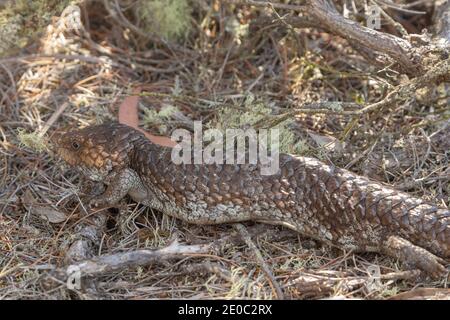 Lézard tongué bleu (Tiliqua rugosa) Dans le Stirling Range Nationalpark au nord d'Albany en ouest Australie Banque D'Images