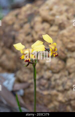 Fleurs jaunes de l'Orchidée commune Diuris corymbosa Le parc national de Stirling Range en Australie occidentale Banque D'Images