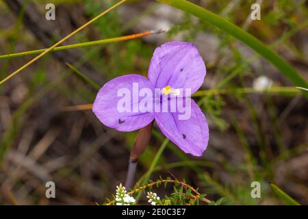 Espèces à fleurs roses du drapeau indigène (Patersonia sp.) trouvées à l'est d'Albany en Australie occidentale Banque D'Images