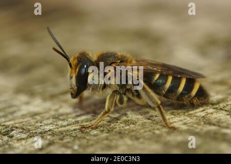 Cette abeille minière française, Andrena variabilis, est spécialisée dans la collecte de polen à Field eryngo ( Eryngium campestre ) Banque D'Images