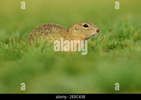 Écureuil de sol européen, Spermophilus citellus, assis dans l'herbe verte pendant l'été, portrait d'animal de détail, République tchèque. Scène de la faune de Banque D'Images