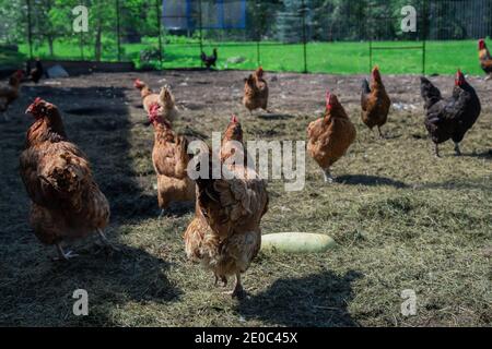 Poules en paddock à la campagne. Banque D'Images